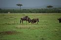 Wilderbeest playing
